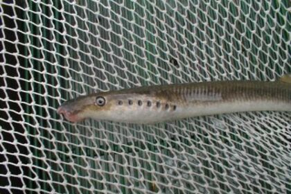 lamproie fluviatilis