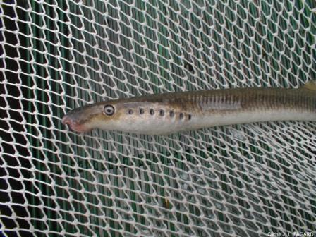 lamproie fluviatilis